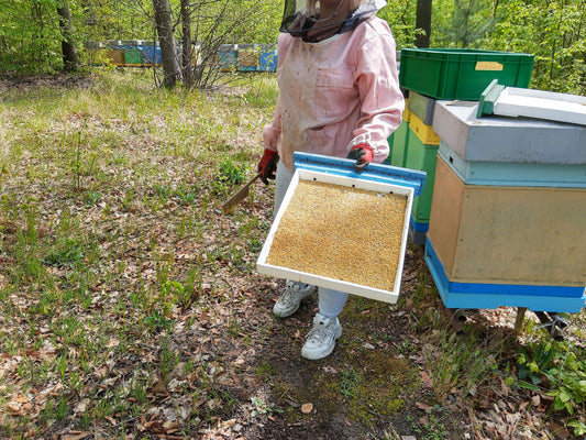 Pyłek pszczeli na pasieczysku