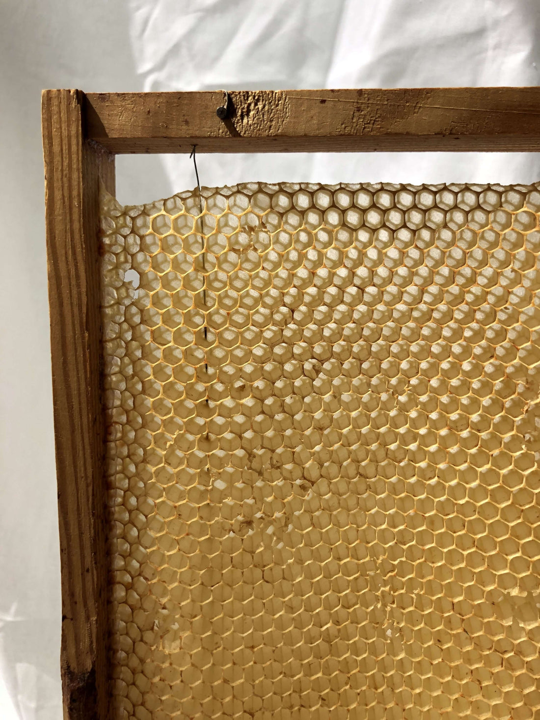 ramka pszczela z komórką pszczelą na białym tle