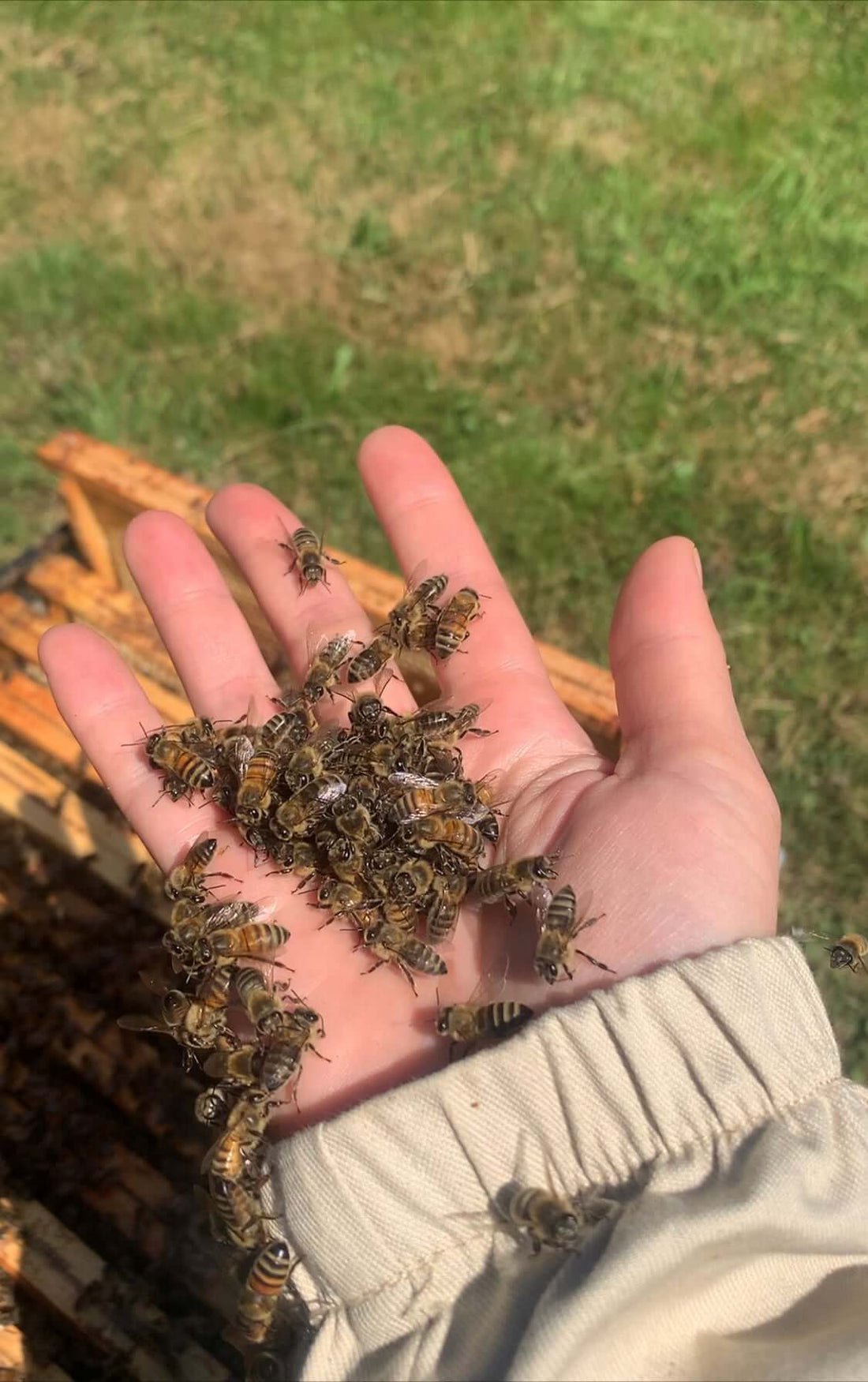 jad pszczeli